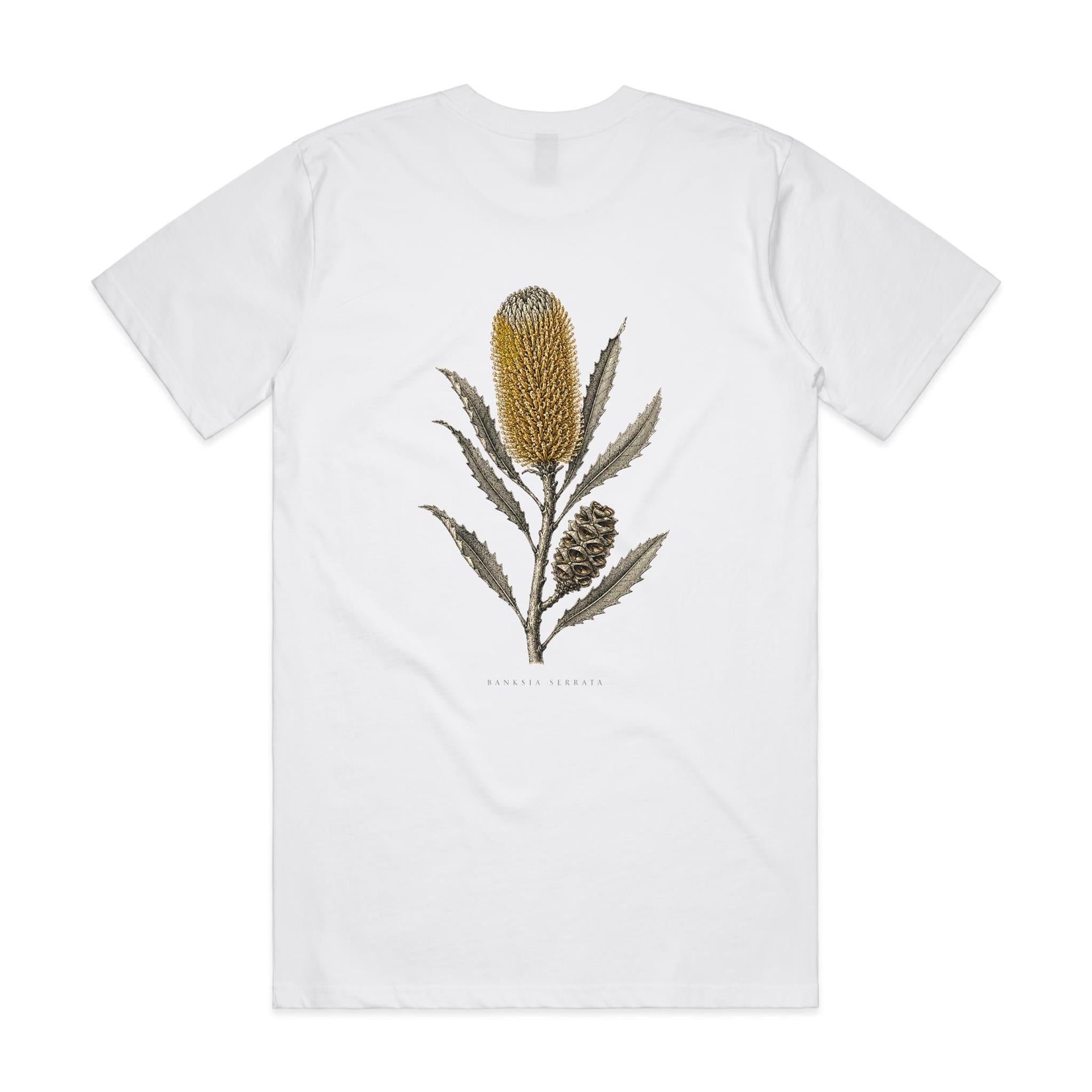 Old Man Banksia — Banksia Serrata | The Serious Corner
