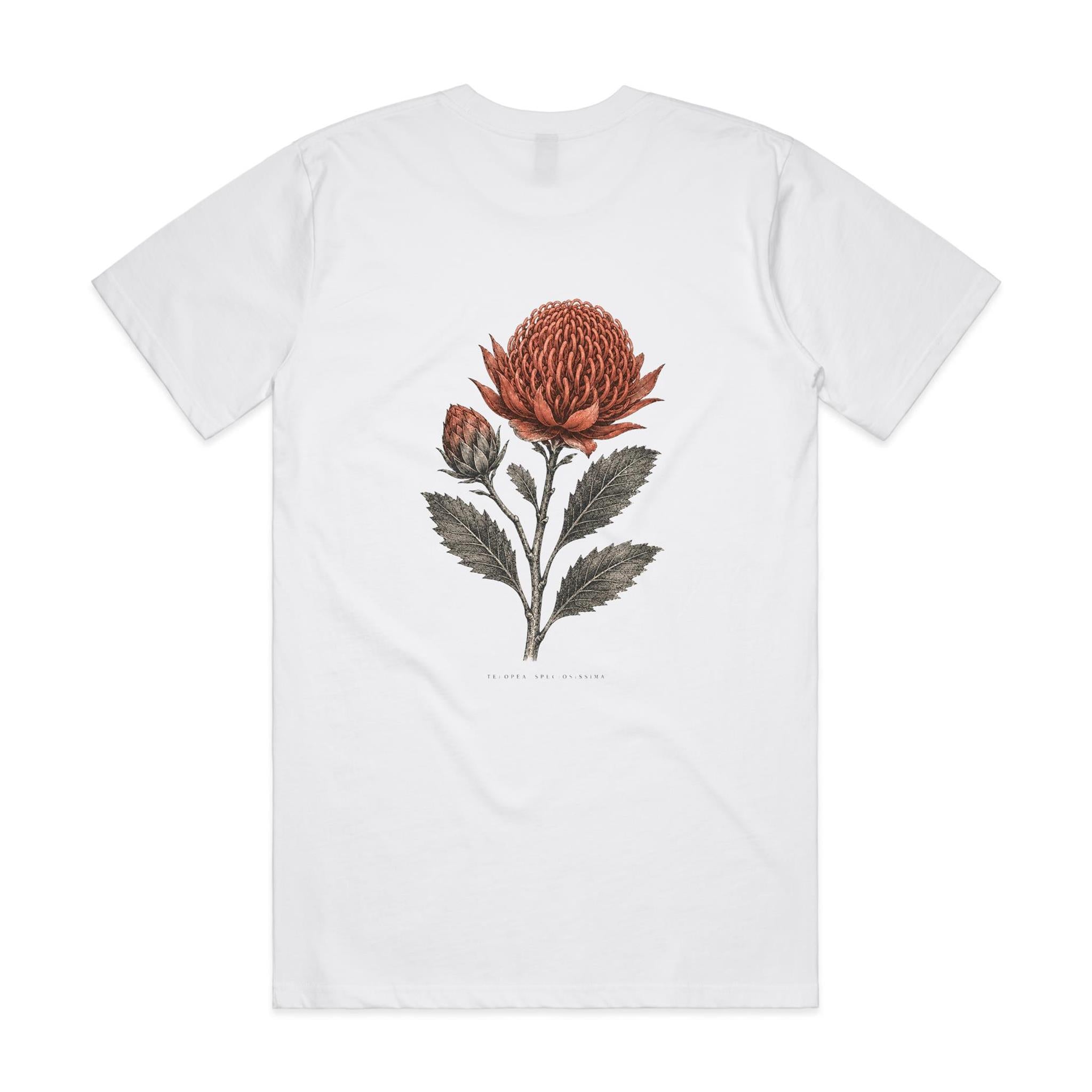 Waratah — Telopea Speciosissima | The Serious Corner